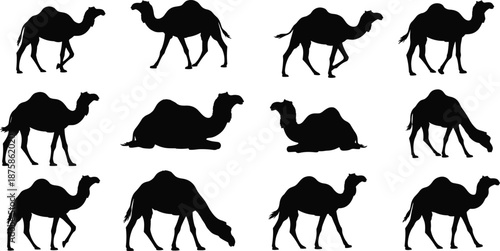 Set of black camel silhouette illustrations showing walking standing sitting and grazing poses isolated on white background desert wildlife animal vector collection