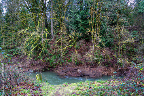 River And Twisty Branches