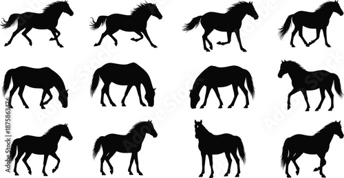 Set of black horse silhouette illustrations showing running, walking, standing and grazing poses isolated on white background wildlife vector collection equine design set