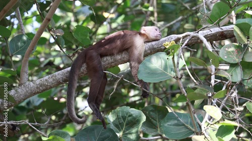 Capuchin Monkeys in Parque Tayrona, Colombia