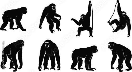 Set of black monkey and ape silhouette illustrations showing walking, standing, climbing and swinging poses isolated on white background vector collection