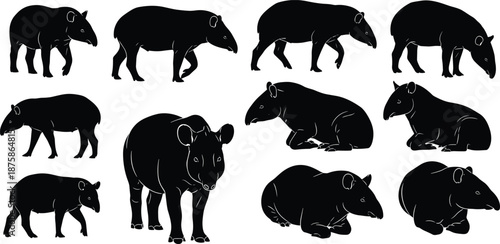 Set of black tapir silhouette illustrations showing walking standing sitting and resting poses isolated on white background wildlife animal vector collection