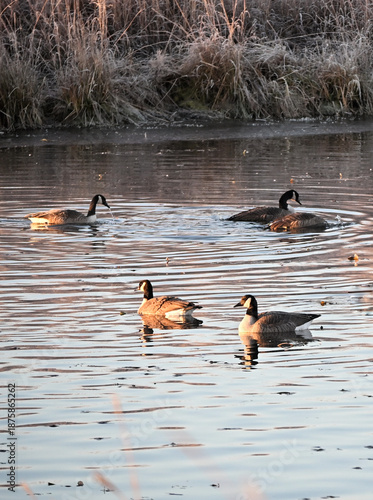 Geese on the Pond