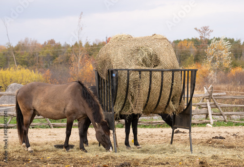 Horses eating out of a slow feeder net around a round bale on hay feeder in paddock on farm in spring or fall horizontal of animal health nutrition