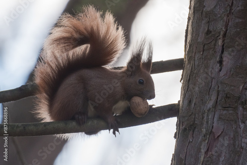 A Red Squirrel is Standing in Perfect Balance on a Branch and Enjoying Its Nut without Seeming to Care Much about Its Visitors