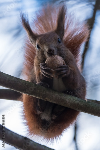 A Red Squirrel is Standing High Above on a Branch and Looking at Its Visitors while Enjoying a Nut