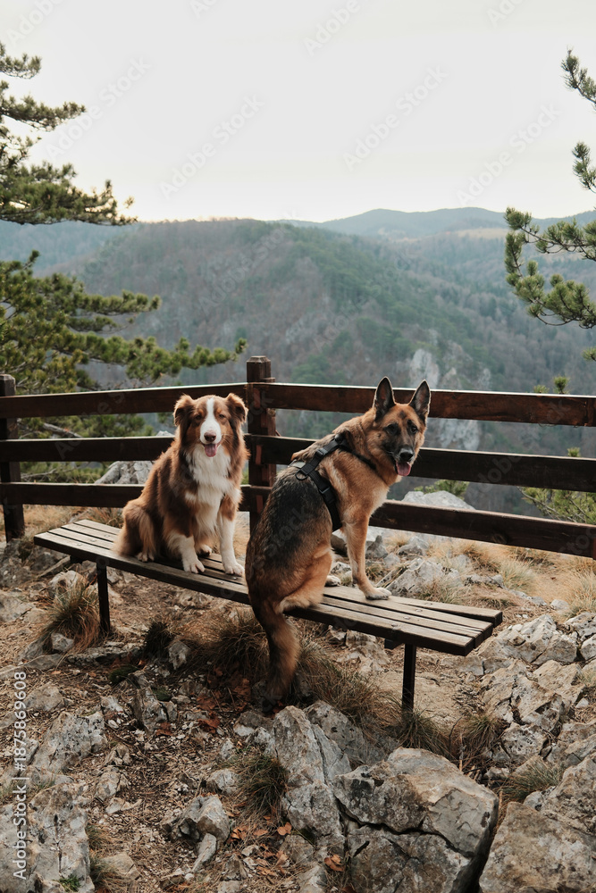 Fototapeta premium German and Australian Shepherd resting on a wooden bench at a mountain viewpoint above a deep river canyon in Tara National Park, Serbia. Hiking with pets concept.