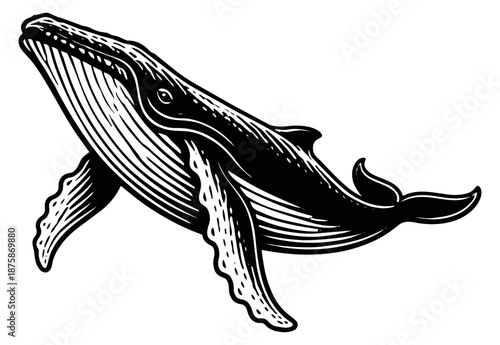 Hand drawn line art illustration of a whale depicting swimming for nautical design