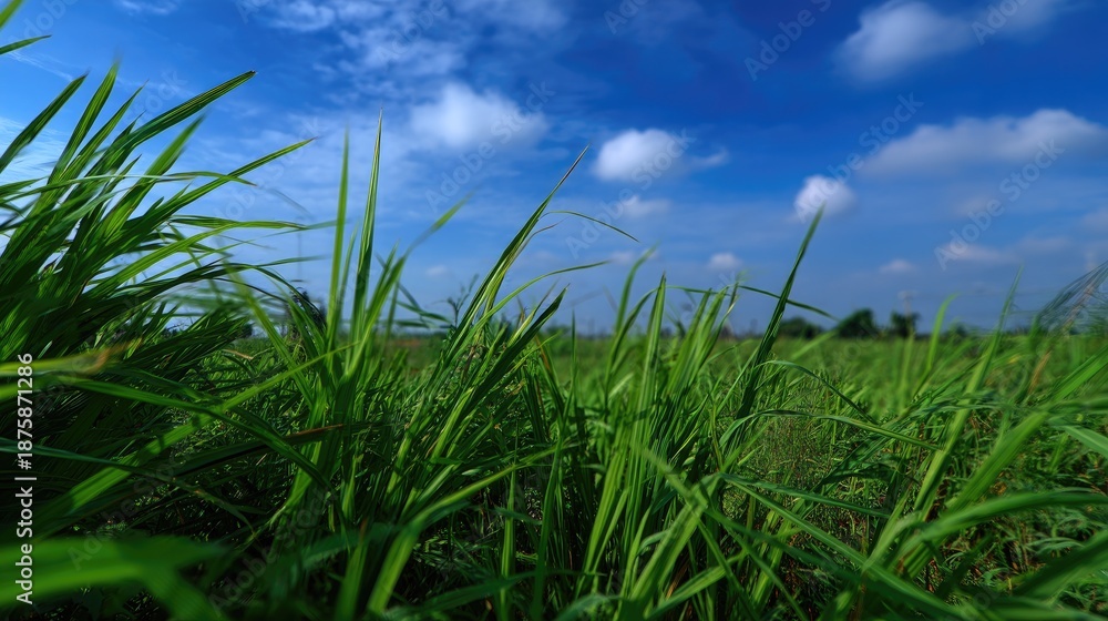 Obraz premium Lush Green Grass Under Bright Blue Sky with Fluffy White Clouds in a Serene Landscape Setting