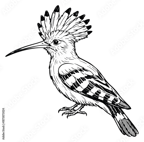 Hand drawn line art illustration of a hoopoe bird depicting its distinctive crest for nature and ornithology designs