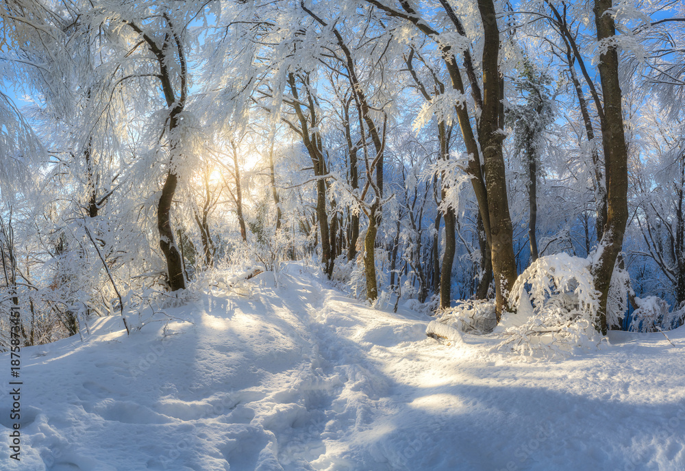 Fototapeta premium Fairy snowy forest in beautiful winter at golden sunset. Colorful landscape with trees in snow, trail, orange sunlight in evening. Snowfall in magical woods. Wintry woodland. Snowy forest in Croatia