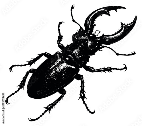 Hand drawn illustration of a stag beetle depicting its distinctive mandibles for wildlife and entomology designs