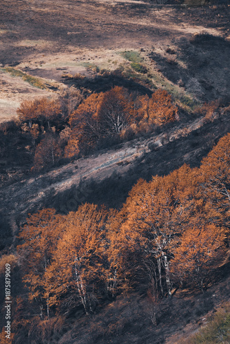 Parque Regional Montaña de Riaño y Mampodre after a wildfire