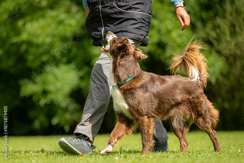 handler and australian shepherd performing tight heelwork in a clear side view