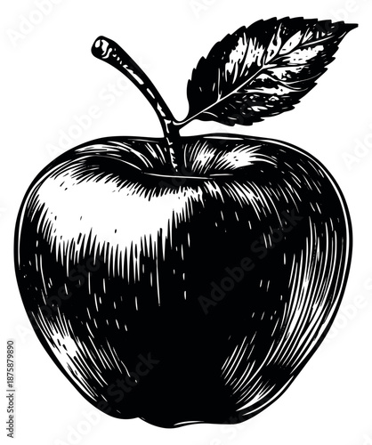 Hand drawn line art illustration of an apple depicting a fresh fruit for food and health concepts
