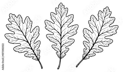 Hand drawn line art botanical leaves set featuring three oak leaves for autumn and nature designs