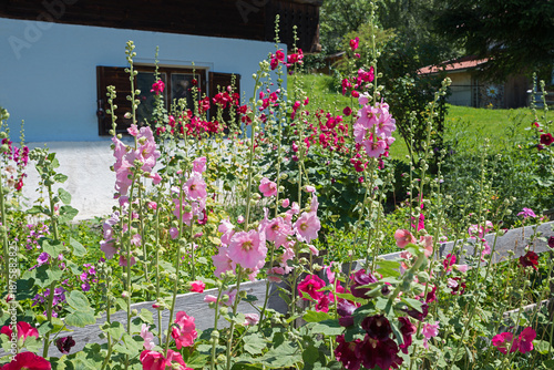 Konstfotografi Flowering hollyhocks on the fence of a cottage garden