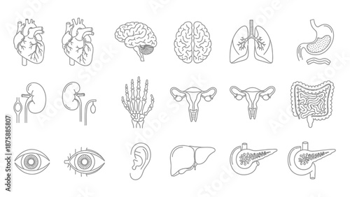 Human Anatomy Icons Set: Organs, Body Parts, Medical Health Icons
