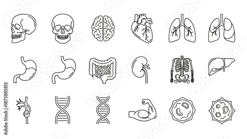 Human Anatomy Icons Set: Organs, Skeleton, Brain, DNA, Cells