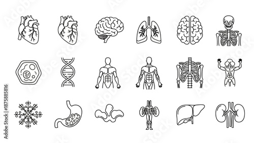 Human Anatomy Icons Set: Organs, Skeleton, Brain, Heart, Lungs, DNA