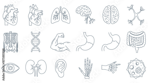 Human Anatomy Icons Set: Organs, Skeleton, DNA, Brain, Heart, Lungs, Eye