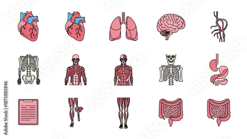 Human Anatomy Icons Set: Organs, Skeleton, Muscles, Digestive System