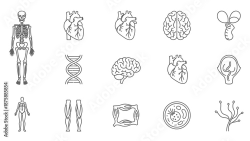 Human Anatomy Icons Set: Skeleton, Brain, Heart, DNA, Cells, Muscles