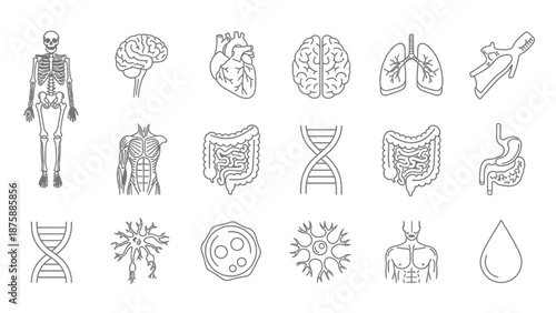 Human Anatomy Icons Set: Skeleton, Brain, Heart, Lungs, DNA, Organs