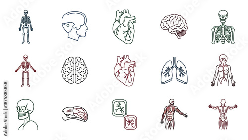 Human Anatomy Icons Set: Skeleton, Brain, Heart, Lungs, Skull