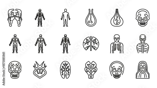 Human Anatomy Icons Set: Skeleton, Brain, Skull, Organs, Medical Vector Graphics
