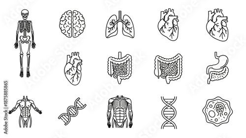 Human Anatomy Icons Set: Skeleton, Brain, Lungs, Heart, Intestines, Stomach, Muscles, DNA