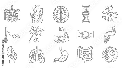 Human Anatomy Icons Set: Skeleton, Heart, Brain, DNA, Neuron, Lungs, Stomach