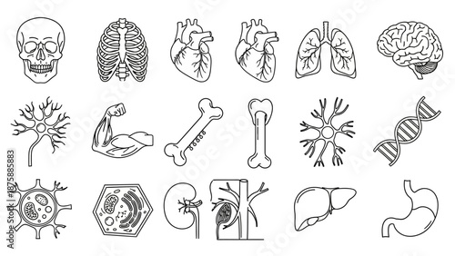 Human Anatomy Icons Set: Skeleton, Heart, Lungs, Brain, Cells, DNA, Organs