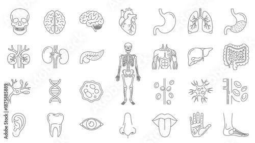 Human Anatomy Icons Set: Skeleton, Organs, Brain, Heart, Lungs, DNA