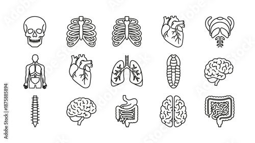 Human Anatomy Icons Set: Skeleton, Organs, Brain, Heart, Lungs, Spine, Ribs