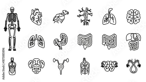 Human Anatomy Icons Set: Skeleton, Organs, Brain, Lungs, Heart, Kidneys, Digestive System