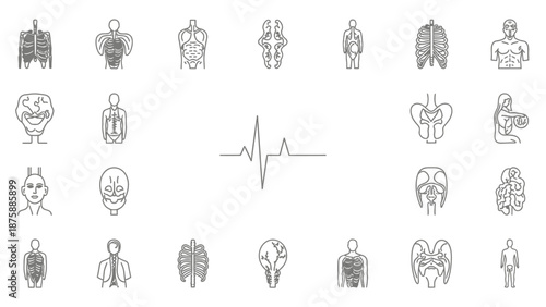 Human Anatomy Icons Set: Skeleton, Organs, Brain, Heartbeat, Medical Diagrams