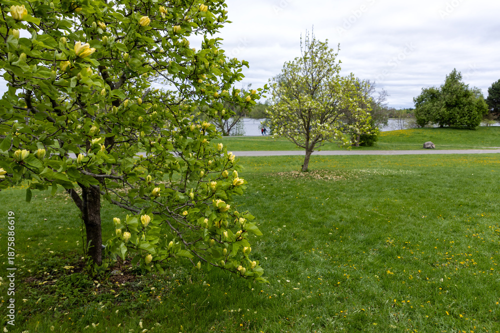 Fototapeta premium Spring park landscape with looming yellow magnolia trees in Ottawa, Canada