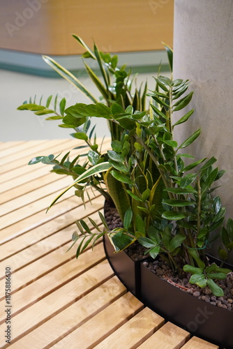 Green plants grow around a supporting column in a modern indoor space with wooden flooring