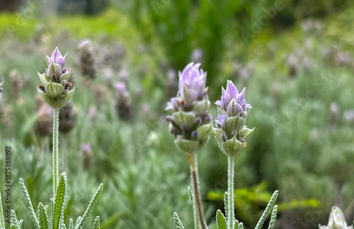 Foto French Lavender Detail
