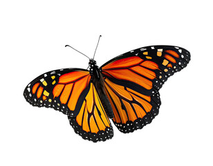A vibrant monarch butterfly with striking orange, black, and white markings, set against a dark backdrop