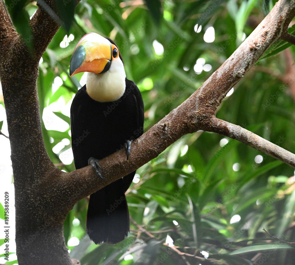Fototapeta premium a beautiful toucan with a huge orange beak
