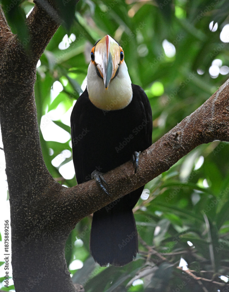 Obraz premium a beautiful toucan with a large orange beak