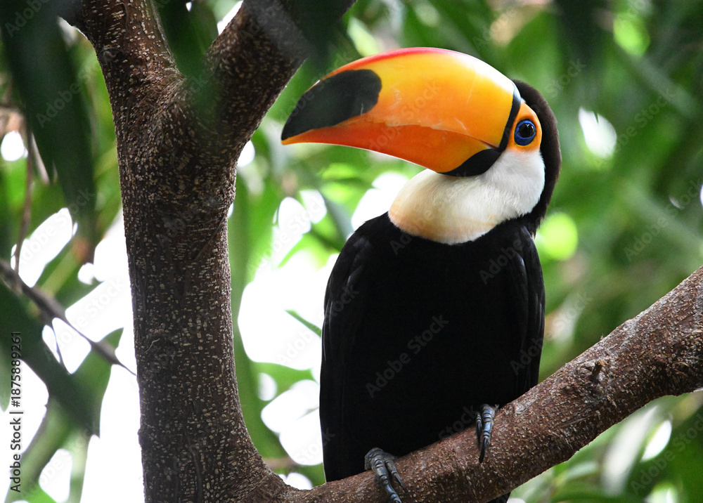 Obraz premium a beautiful toucan with a large orange beak