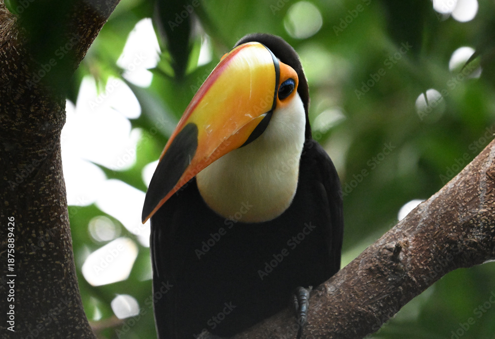 Obraz premium a beautiful toucan with a huge orange beak