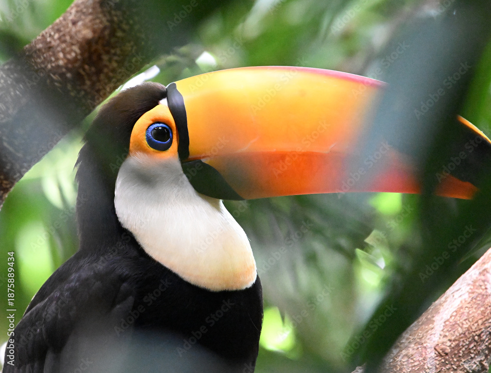 Obraz premium a beautiful toucan with a large orange beak