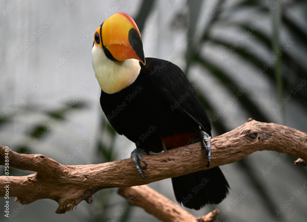 Obraz premium a beautiful toucan with a huge orange beak