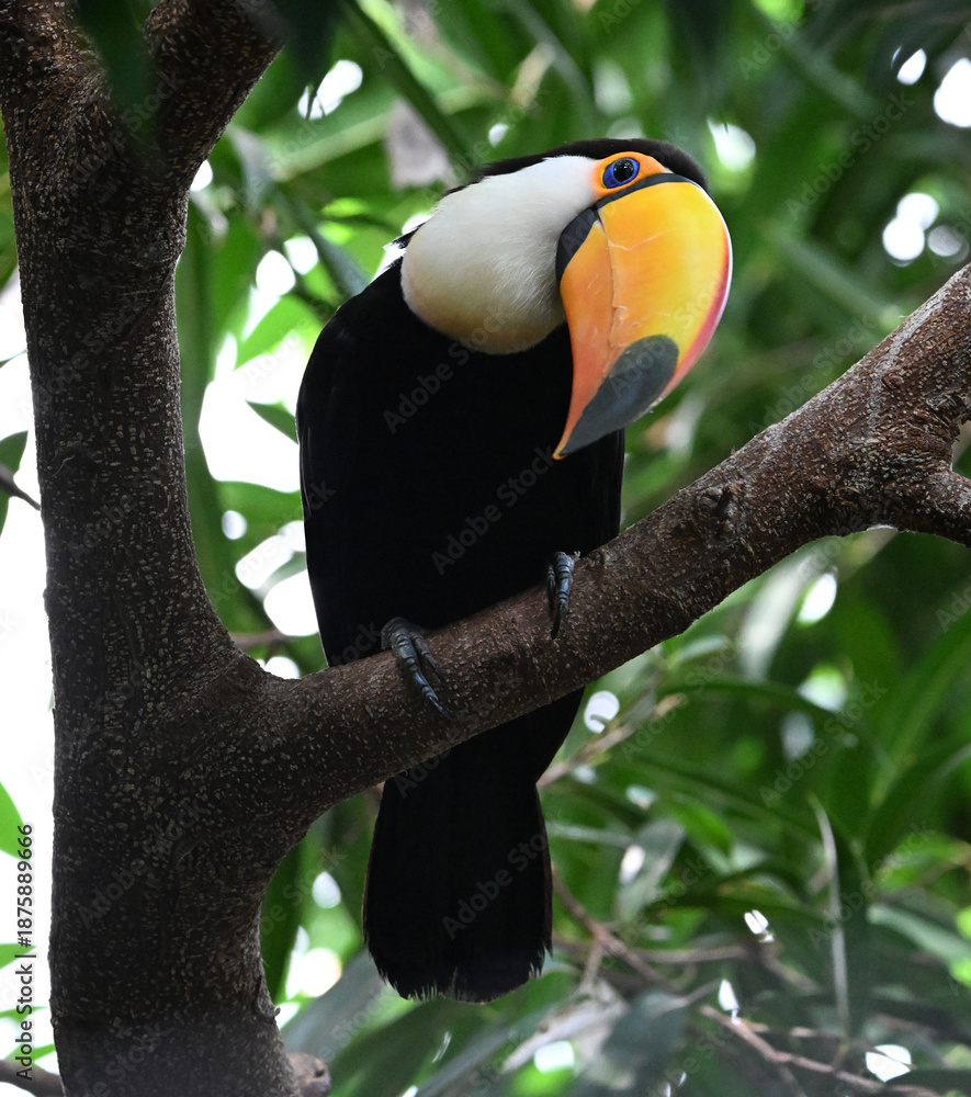 Obraz premium a beautiful toucan with a large orange beak