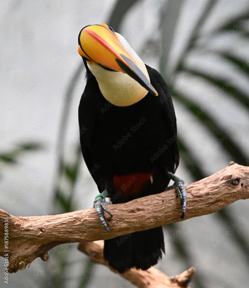 Obraz premium a beautiful toucan with a large orange beak