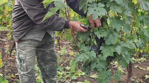 An elderly winegrower picking grapes from a bush on an autumn day.